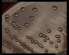 Pasteurella multocida on blood agar